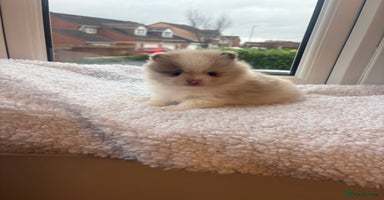 Pomeranian dogs - Advert 5