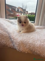 Pomeranian dogs - Advert 5