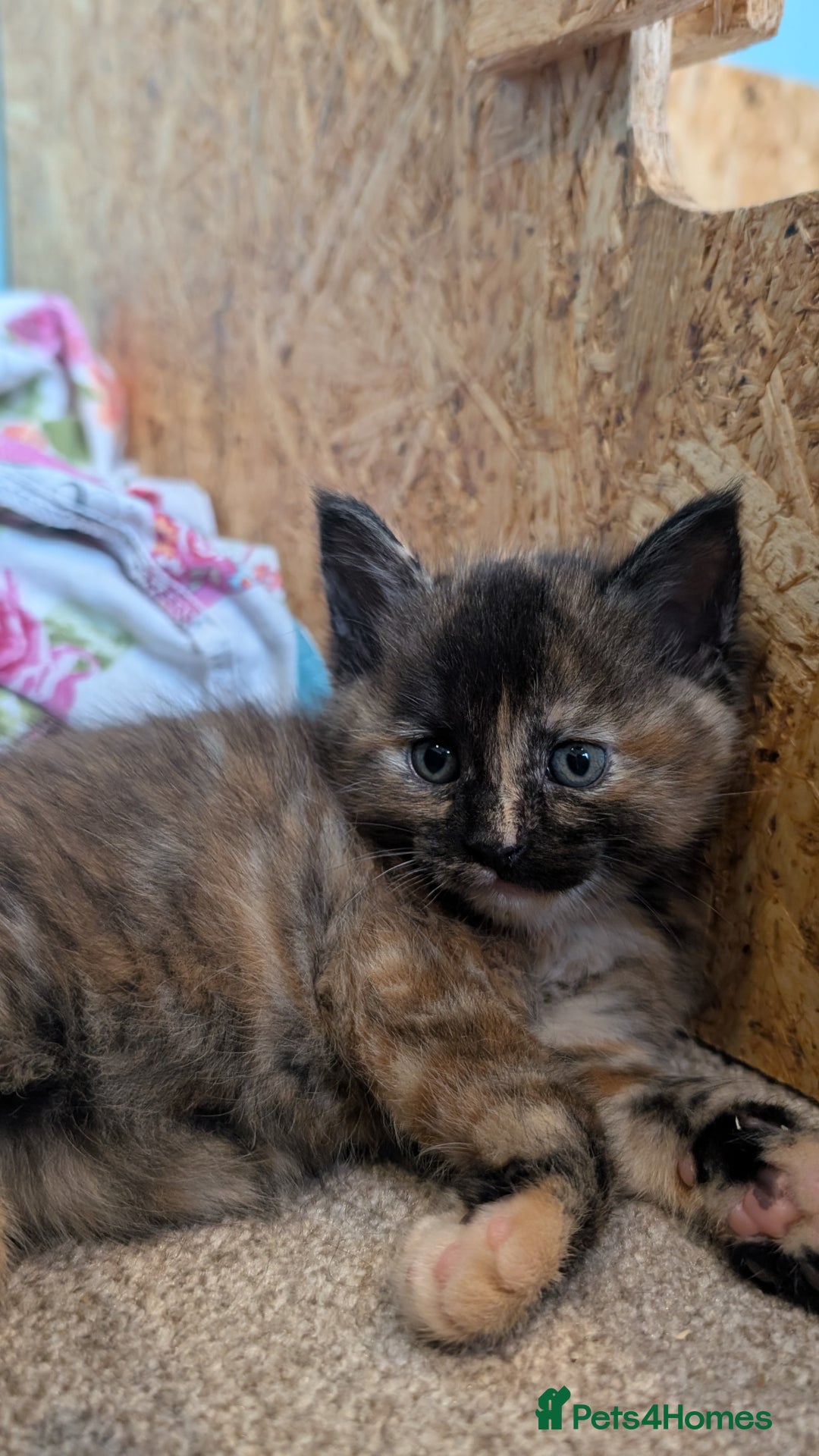 Maine Coon cats for sale: Main coon cross with British short hair - Image 15