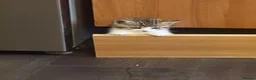 Mixed Breed cats for sale: Kittens for sale in Trimdon Station - Advert 14