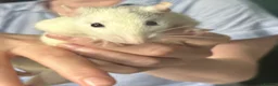 Rat rodents for sale: 3 male rats need rehoming together - Advert 6