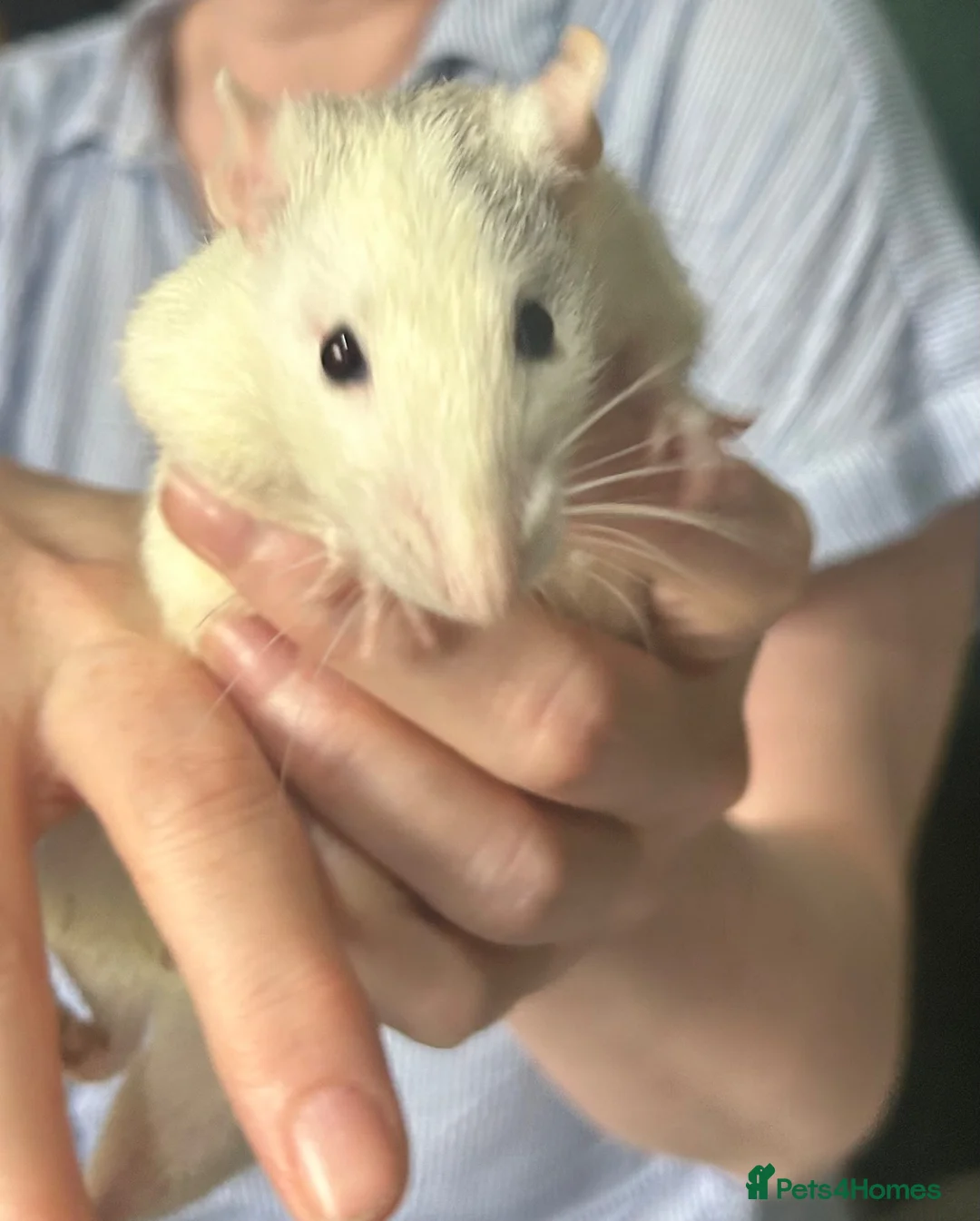 Rat rodents for sale: 3 male rats need rehoming together - Advert 6