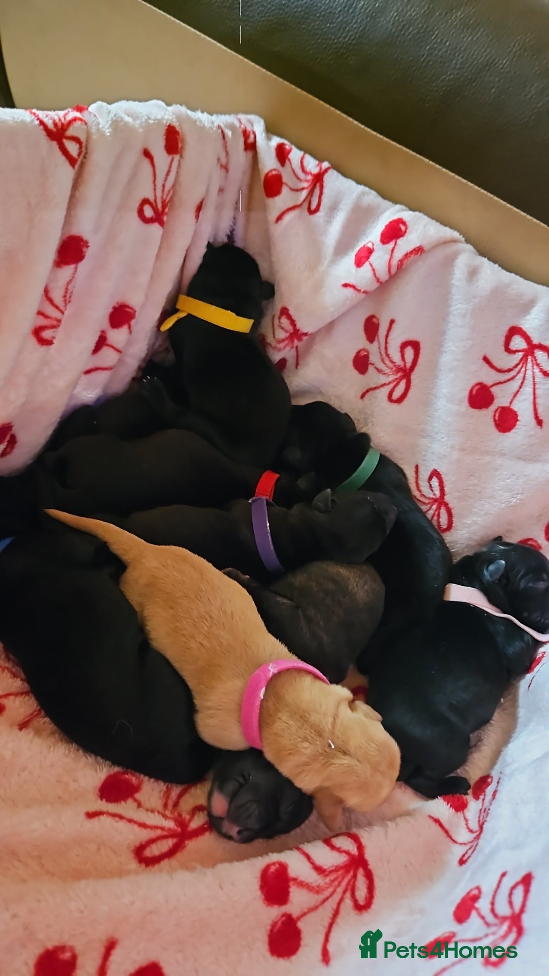 Mixed Breed dogs for sale: German shepherd x Working Labrador puppies  - Advert 18