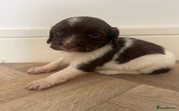 English Springer Spaniel dogs for sale: Springer Spaniel Puppies  in Crewe - Image 5