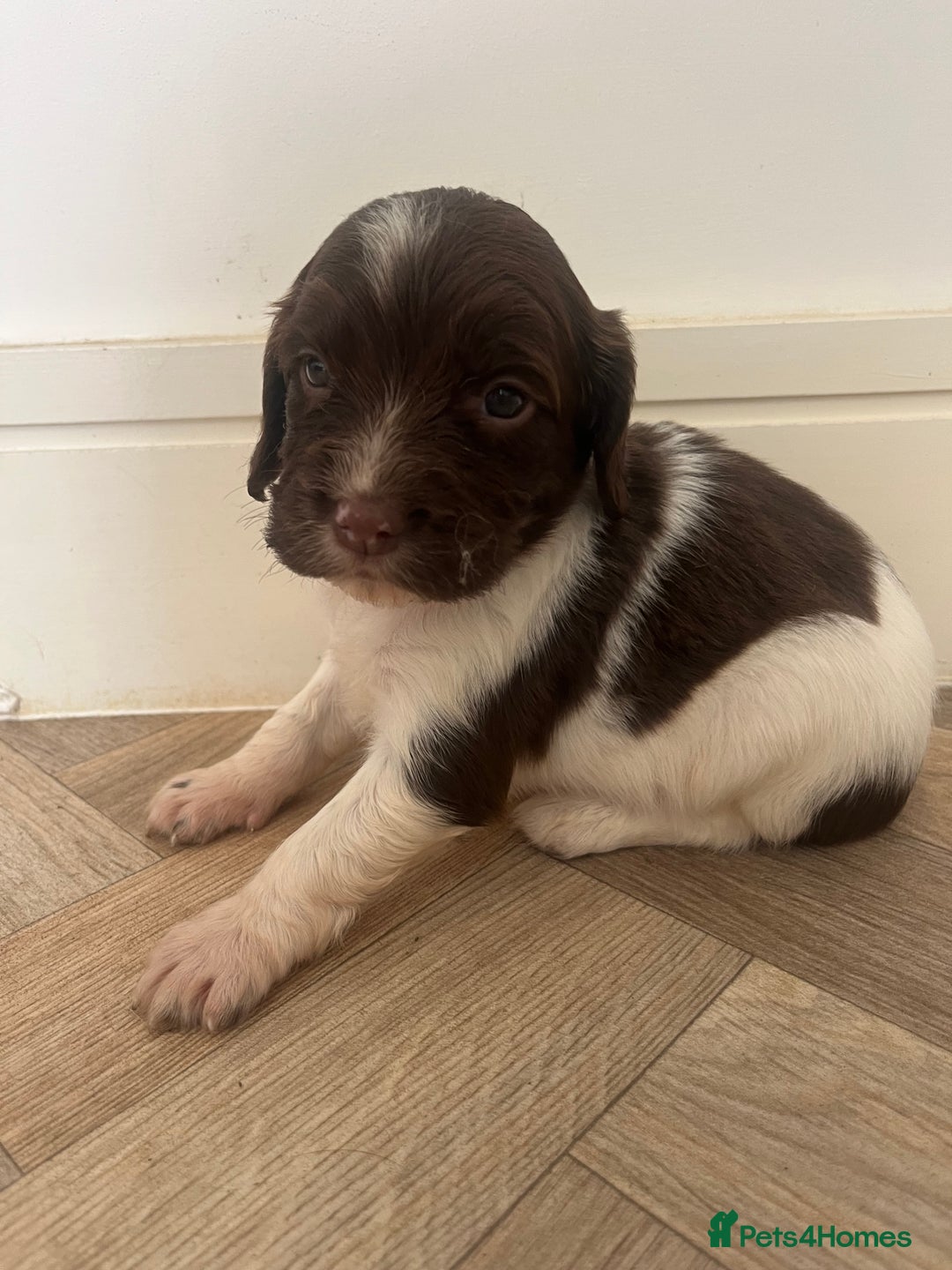 English Springer Spaniel dogs for sale: Springer Spaniel Puppies  in Crewe - Image 5