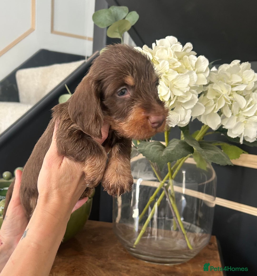 Dachshund dogs for sale: Fully dna health tested wire hair dachshund pups - Image 29