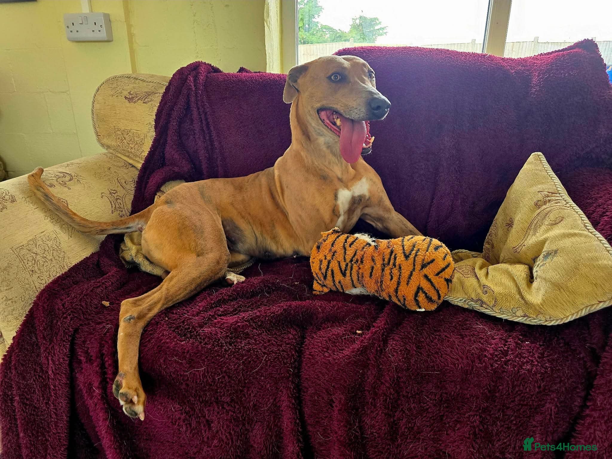 Mixed Breed dogs Beautiful Sadie  - Advert 1