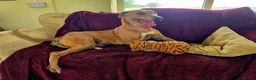 Mixed Breed dogs for adoption: Beautiful Sadie  - Advert 5