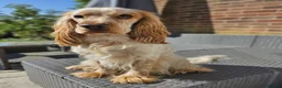 Cocker Spaniel dogs for stud: Cocker spaniel show for stud - Advert 22