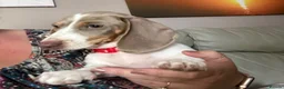 Dachshund dogs for sale: Dachshund piebald Puppy READY NOW  - Advert 1