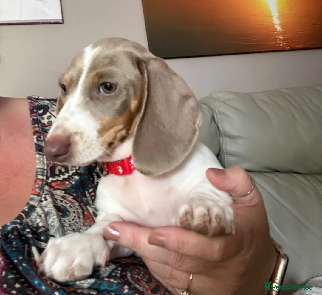 Dachshund dogs for sale: Dachshund piebald Puppy READY NOW  - Advert 1