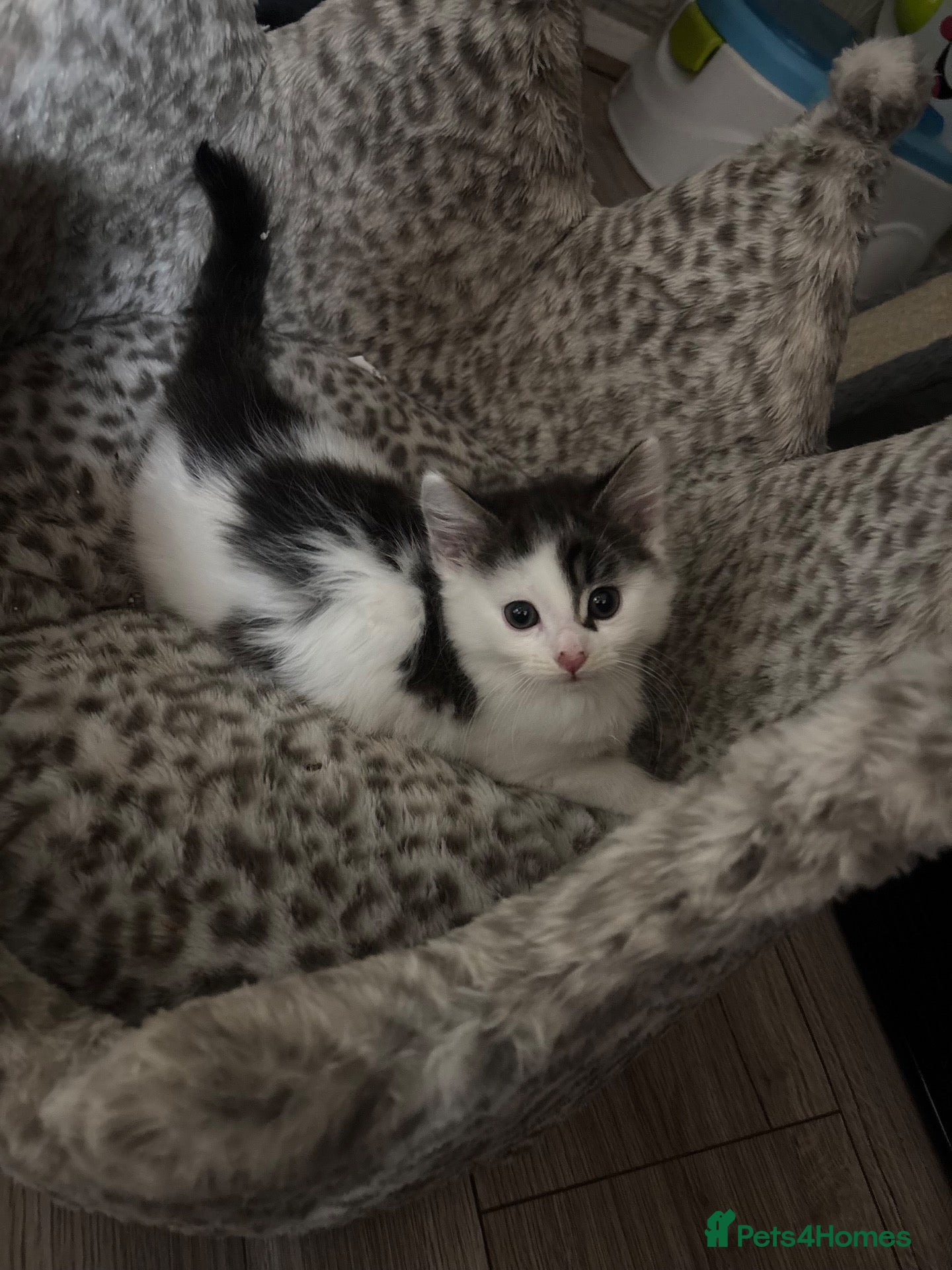 Mixed Breed cats for sale: 2 Fluffy Siamese kittens ready to leave  - Advert 3
