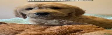 Goldendoodle Puppy 3