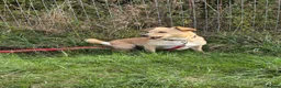 Mixed Breed dogs for adoption: Klara, could you be her special person ❤️ - Advert 9
