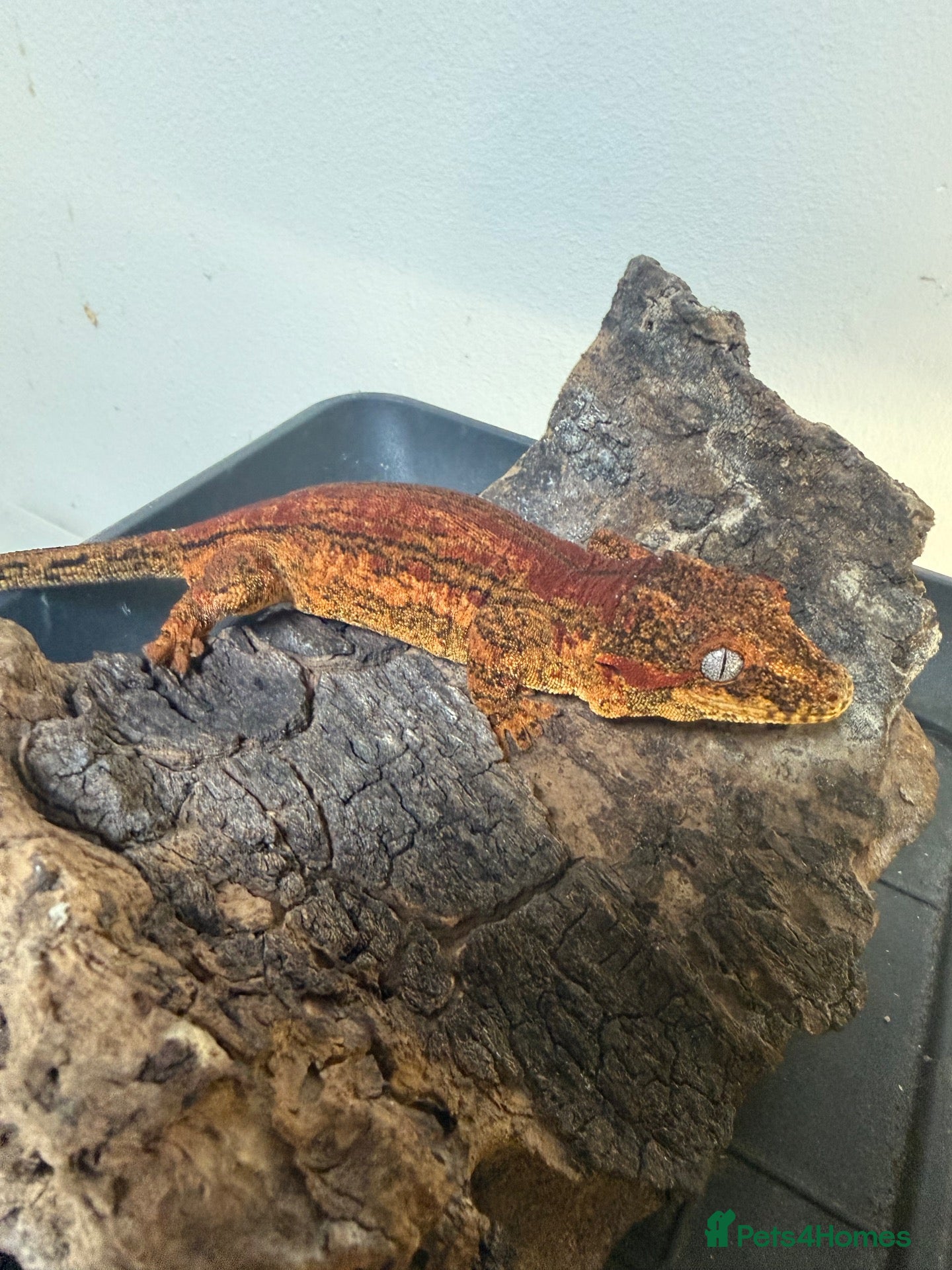 Gecko reptiles Geckos for sale  - Advert 1