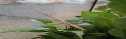 Stick Insects invertebrates for sale: Indian stick insects - Advert 2