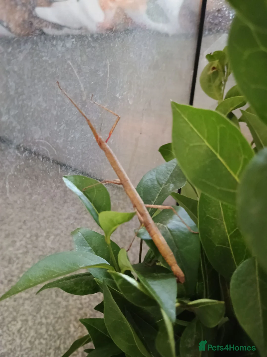 Stick Insects invertebrates for sale: Indian stick insects - Advert 2