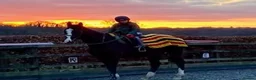 Irish Thoroughbred horses for sale: 15.3H TB Mare ex Racer excellent manners 17 years  - Advert 10