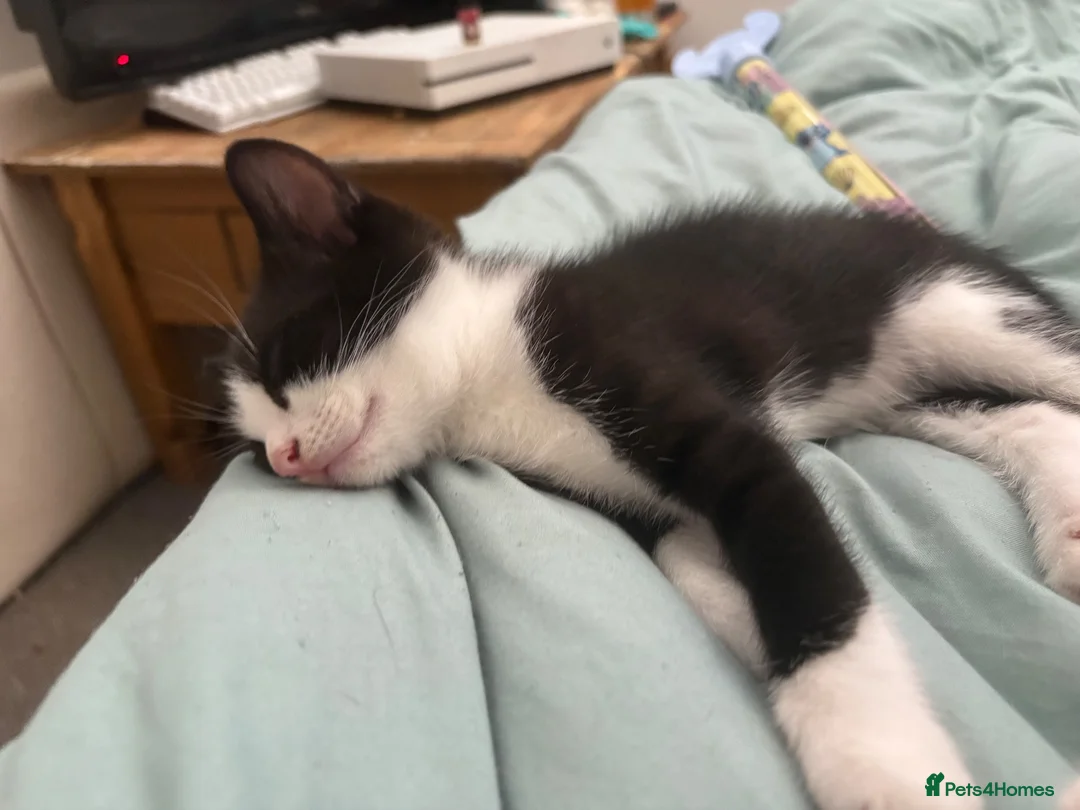 British Shorthair cats for sale: Kittens for sale  in Basildon - Advert 3