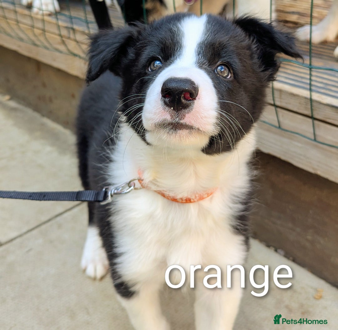 Mixed Breed dogs for sale: Beautiful Border collies/kelpie puppies - Image 5