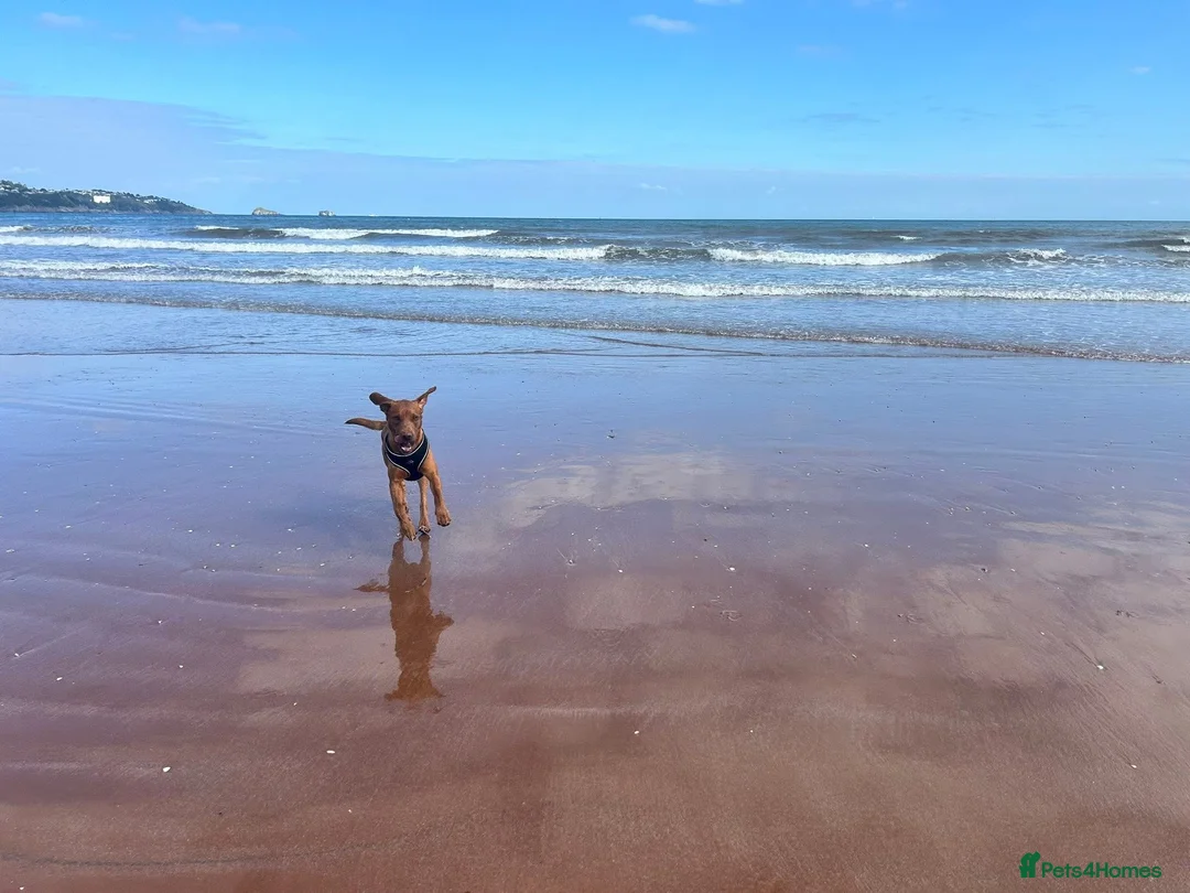 Labrador Retriever dogs for stud: Beautiful Red Fox Labrador for Stud KC Registered in Preston - Advert 9