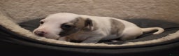 Whippet dogs for sale: Beautiful Pedigree Whippet Puppies - Advert 9