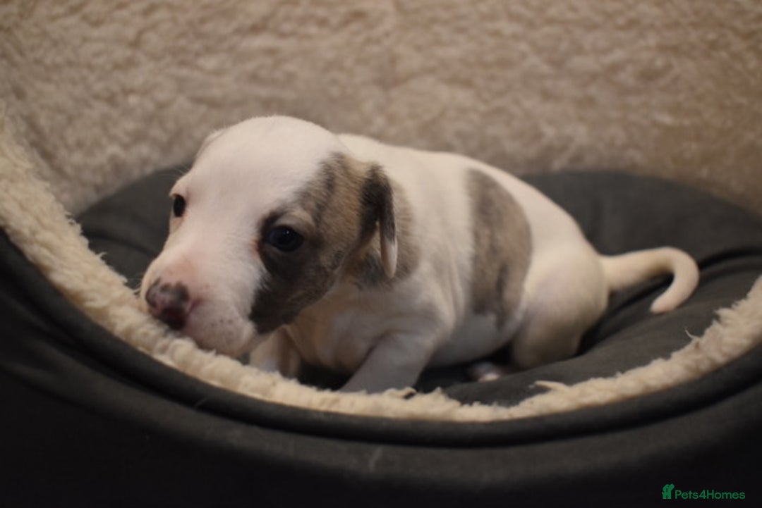 Whippet dogs for sale: Beautiful Pedigree Whippet Puppies - Advert 9