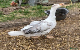 Geese poultry for sale: Sebastapol Toulouse Gosling  Geese - Image 5