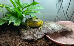 Frog reptiles for sale: Pair of Giant African Bullfrogs with Setup  - Image 17