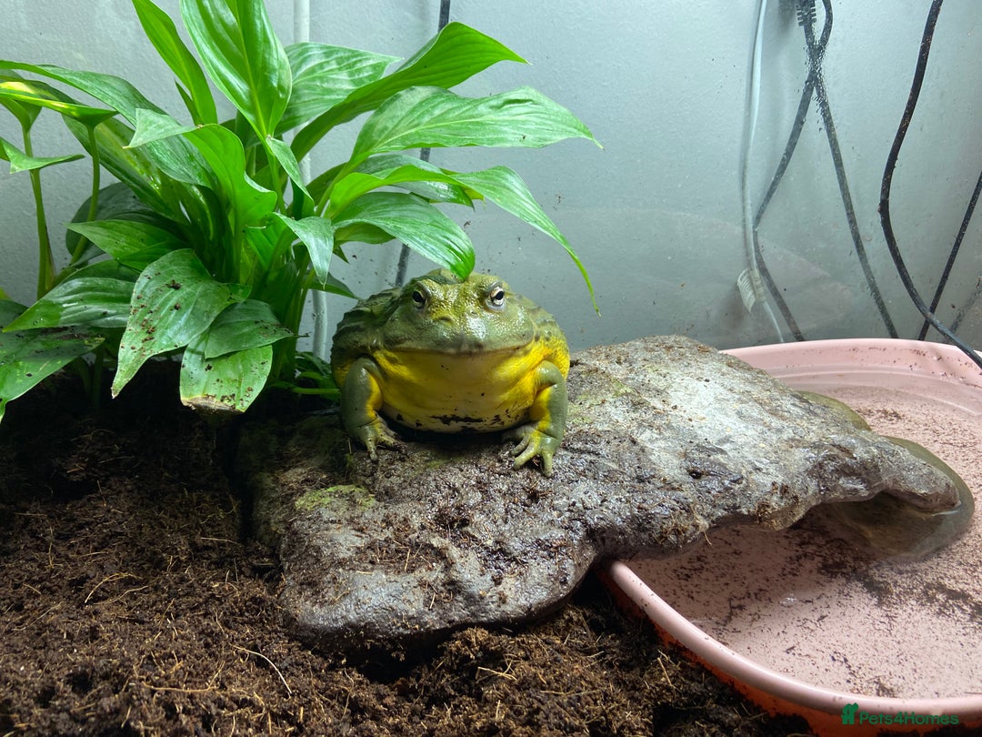 Frog reptiles for sale: Pair of Giant African Bullfrogs with Setup  - Image 17