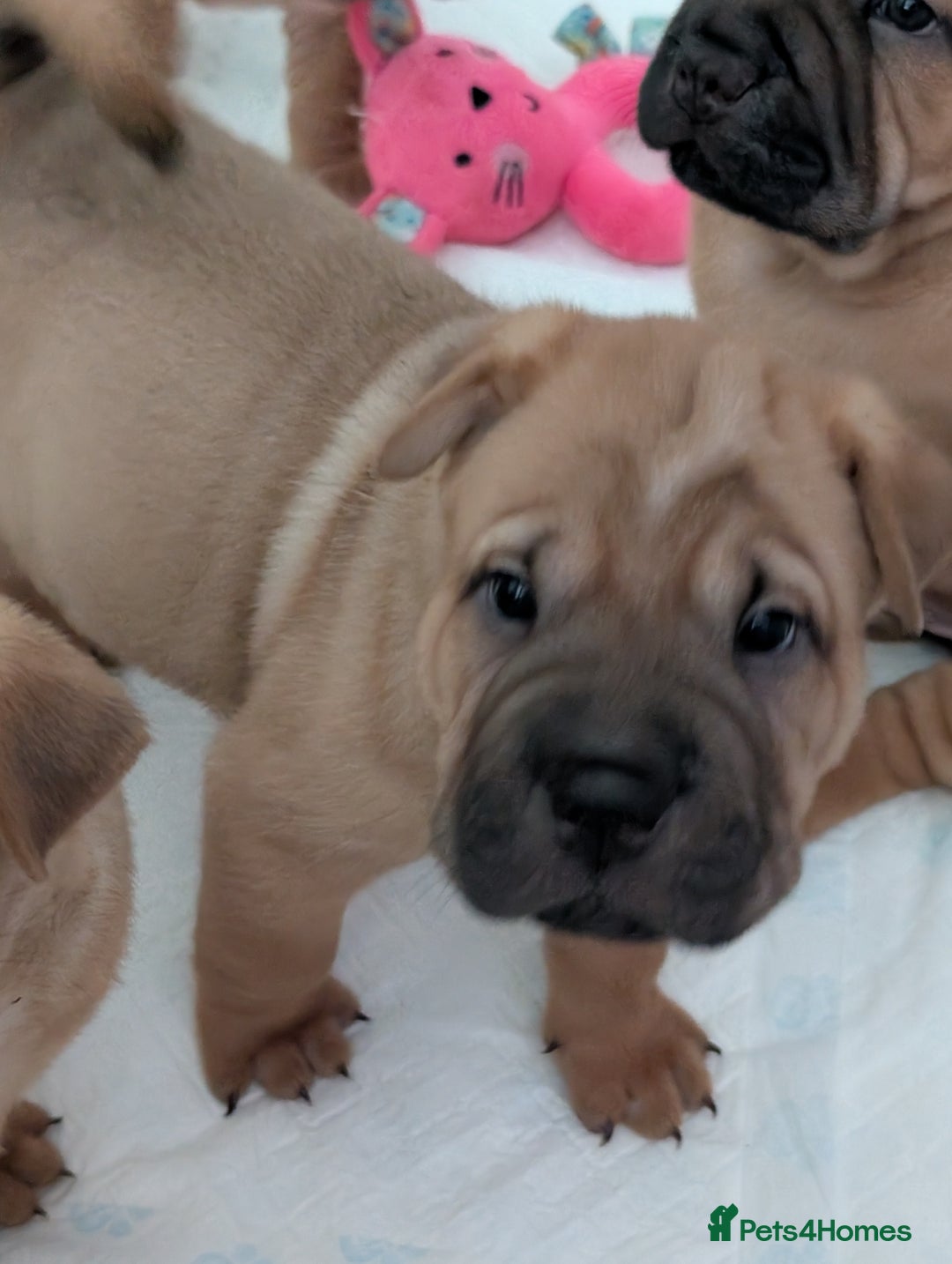 Shar Pei dogs for sale: Shar pei puppies  - Image 8