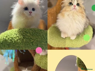 Munchkin cats Top level Super stunning & rare Minuet - Advert 2