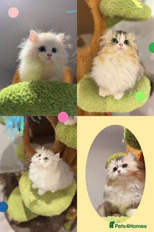 Munchkin cats Top level Super stunning & rare Minuet - Advert 1