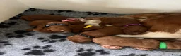Cavapoo dogs for sale: F1 Red Toy Cavapoo Puppies 5* home bred DNA  - Advert 18
