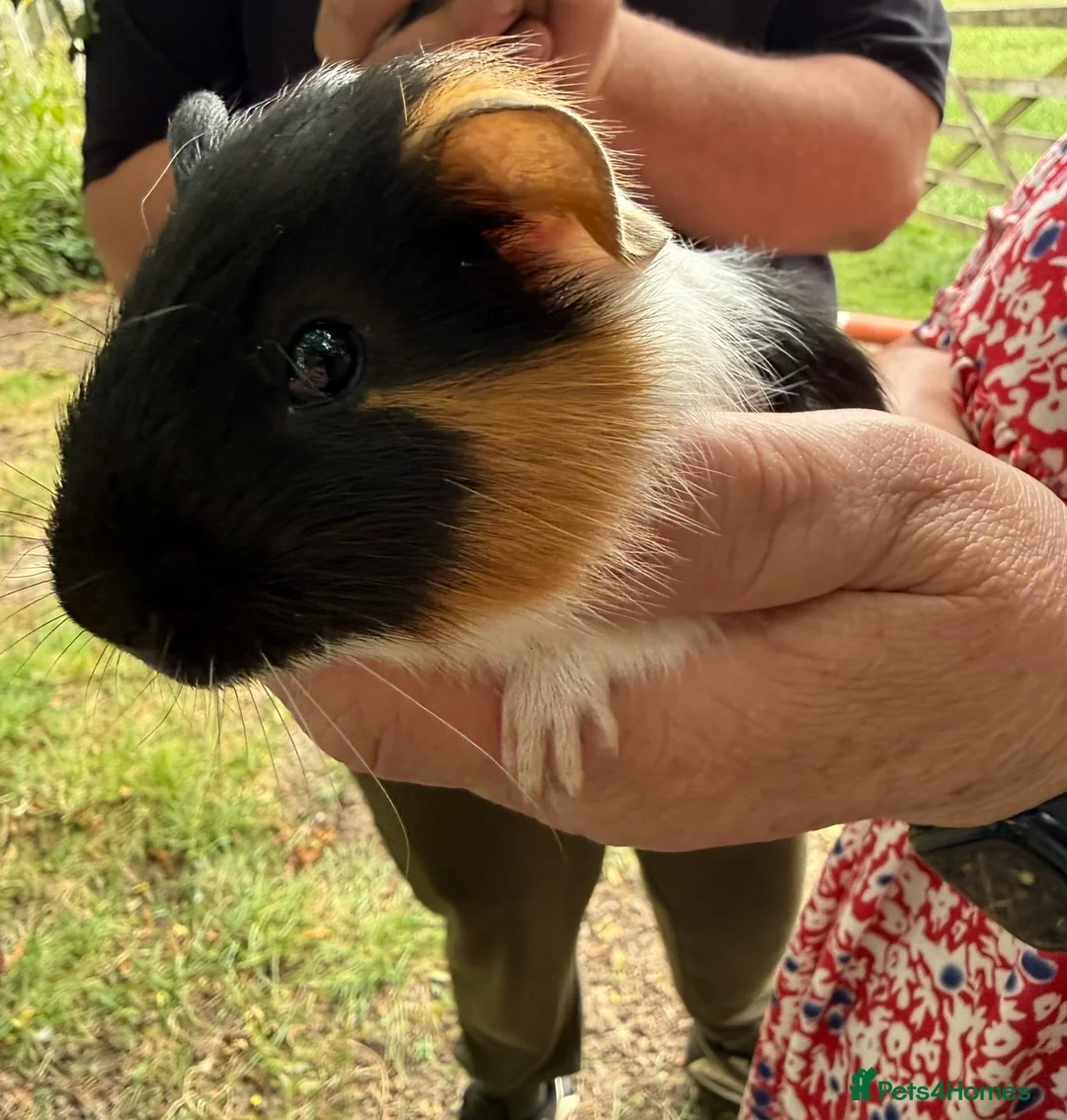 Guinea Pig rodents for sale: 2 x Boy Guinea Pigs - Advert 5