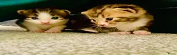 British Shorthair cats for sale: British Shorthair - 1 MALE 1FEMALE - Advert 5