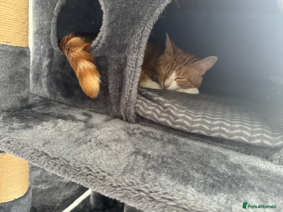 Mixed Breed cats for sale: Marla cat she’s 3 not 2 I can’t change  - Advert 33