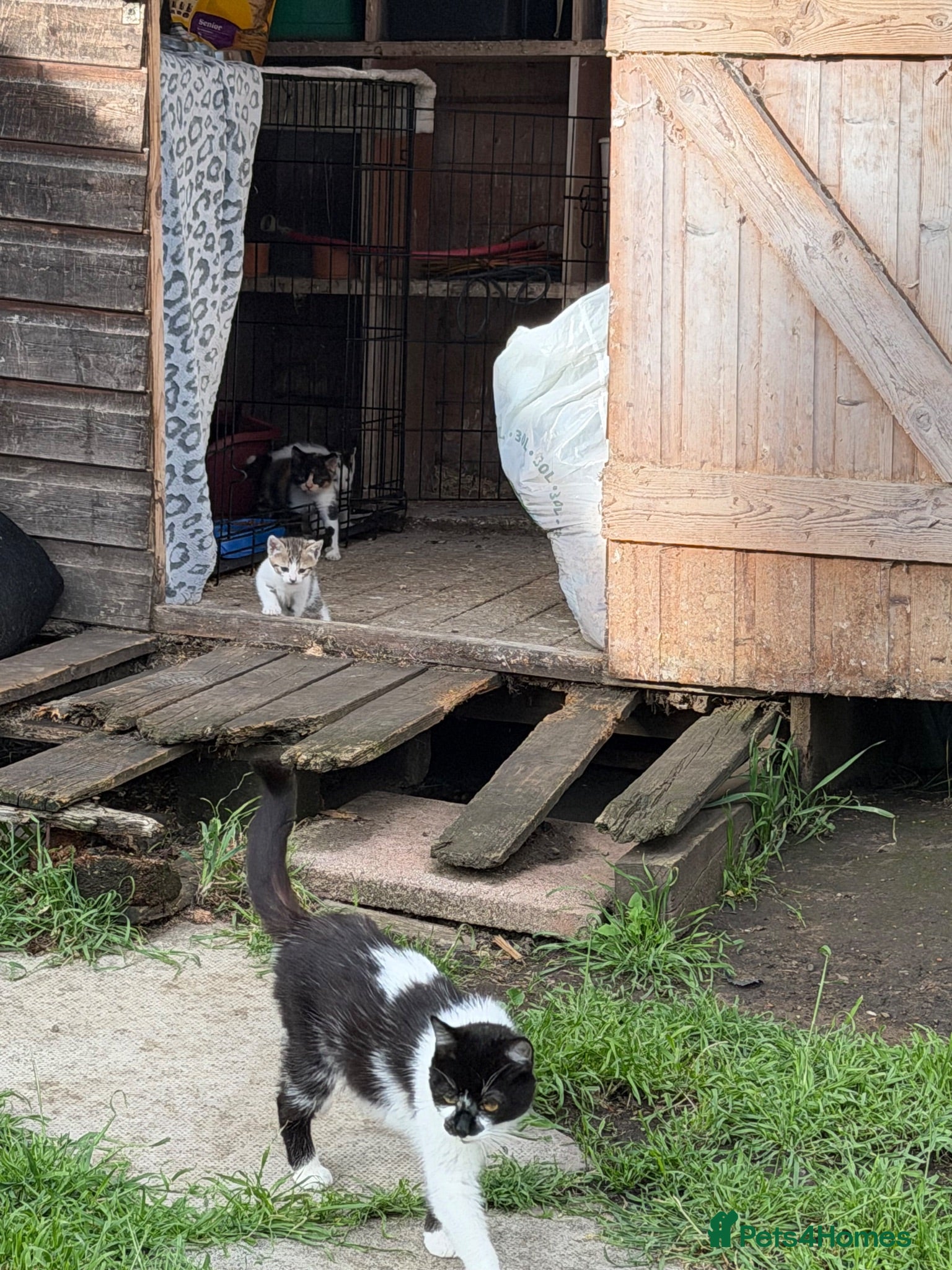 Mixed Breed cats 2 kittens for sale - Advert 1