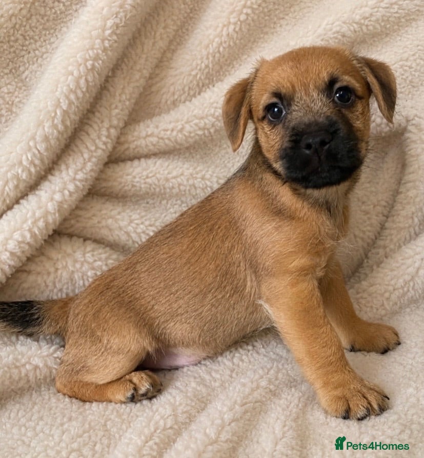 Mixed Breed dogs Last male Border/Cairn Terriers - Advert 6
