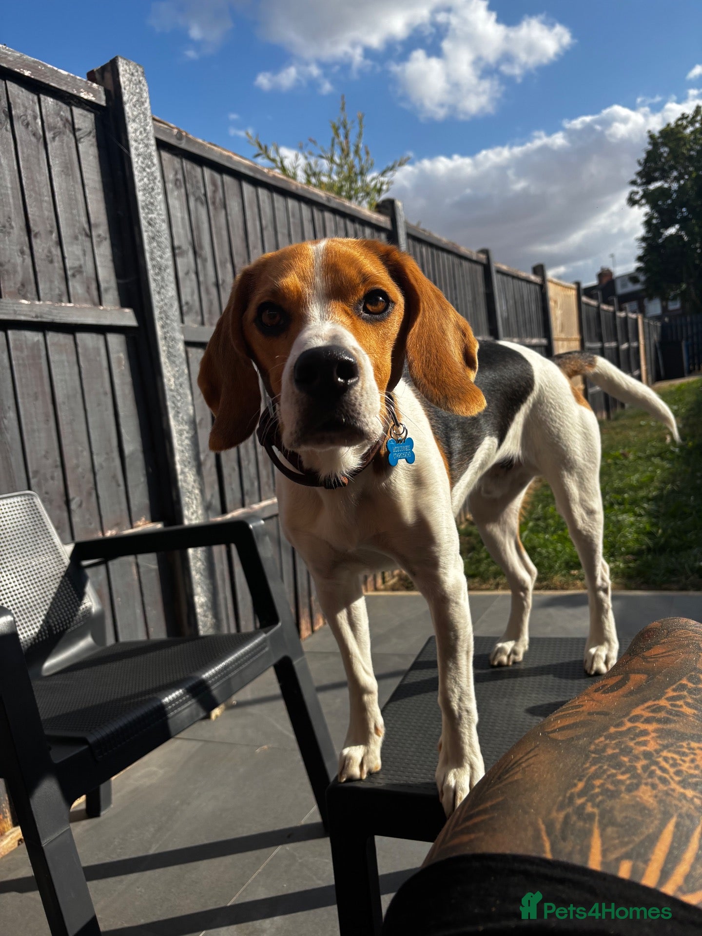 Beagle dogs Murphy – Looking for His Forever Home 🐾 - Advert 1