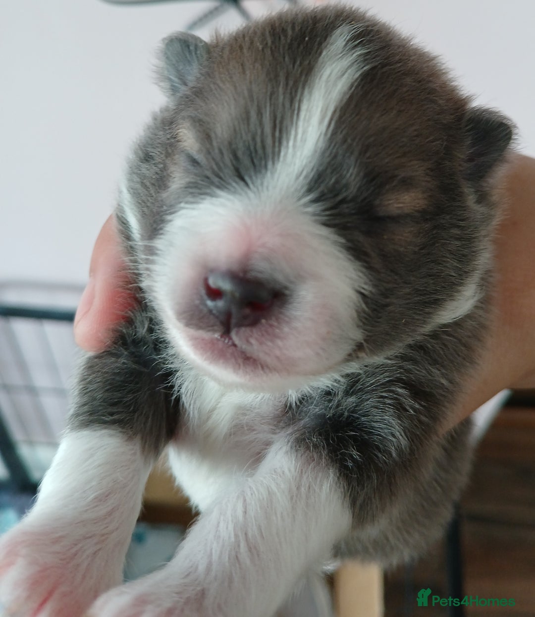 Pomeranian dogs for sale: Two male pom pups ready by 4th oct 25 - Image 4