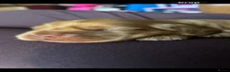 Cocker Spaniel dogs for sale: Stunning KC REG show cocker spaniel puppy’s  - Advert 9