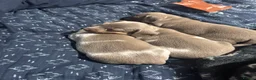 Miniature Dachshund dogs for sale: Beautiful miniature daxie babies - Advert 14