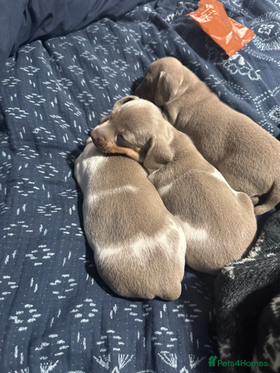 Miniature Dachshund dogs for sale: Beautiful miniature daxie babies - Advert 14