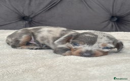 Miniature Dachshund dogs for sale: Miniature Dachshund  - Image 1