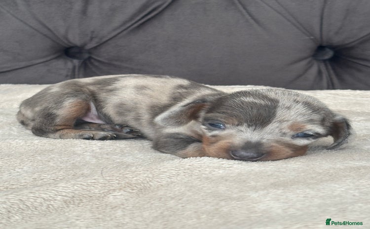 Miniature Dachshund dogs - Advert 1