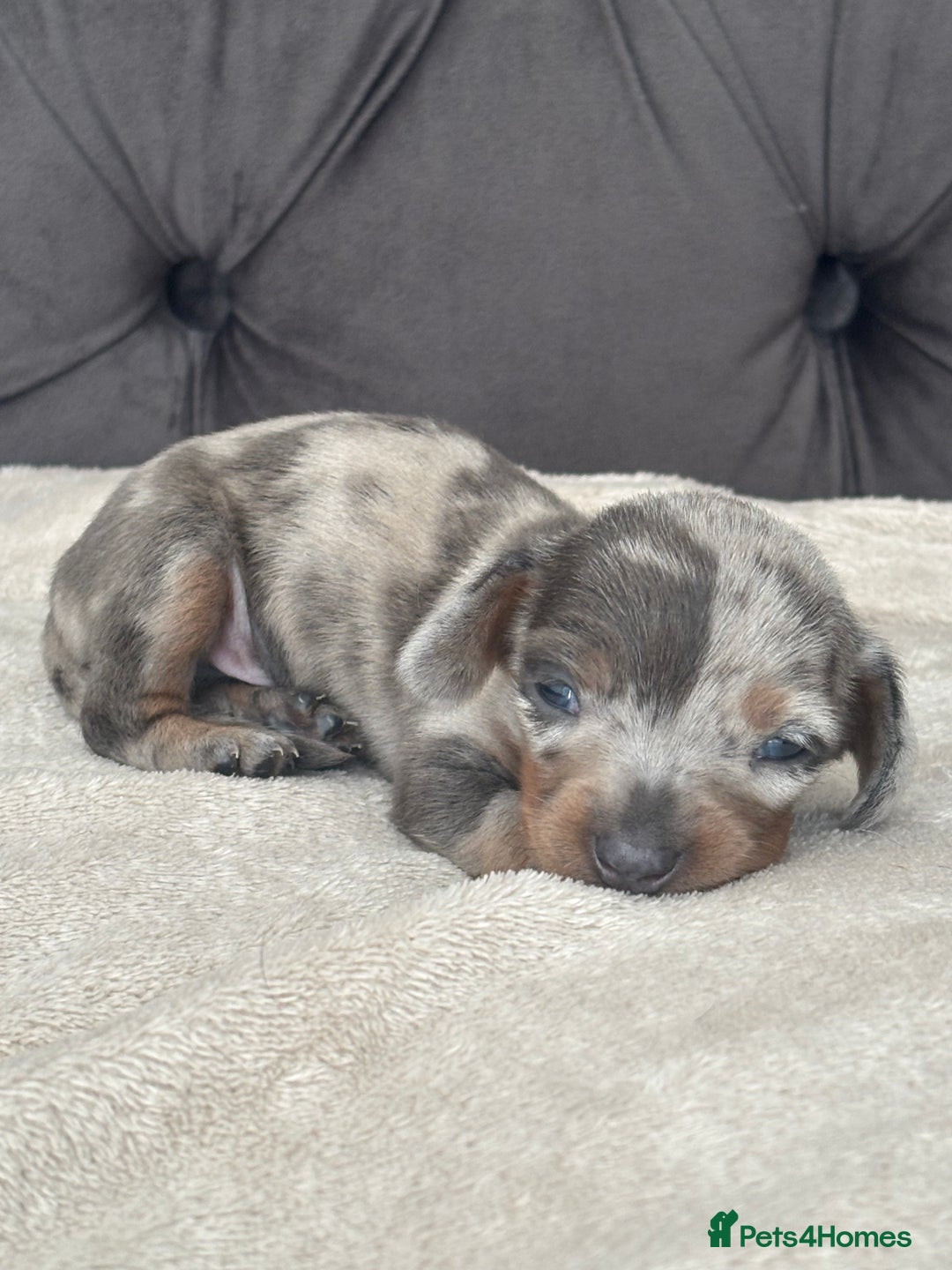 Miniature Dachshund dogs for sale: Miniature Dachshund  - Image 1