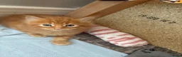 Maine Coon cats for sale: Gorgeous Maine Coon Kittens  - Advert 5