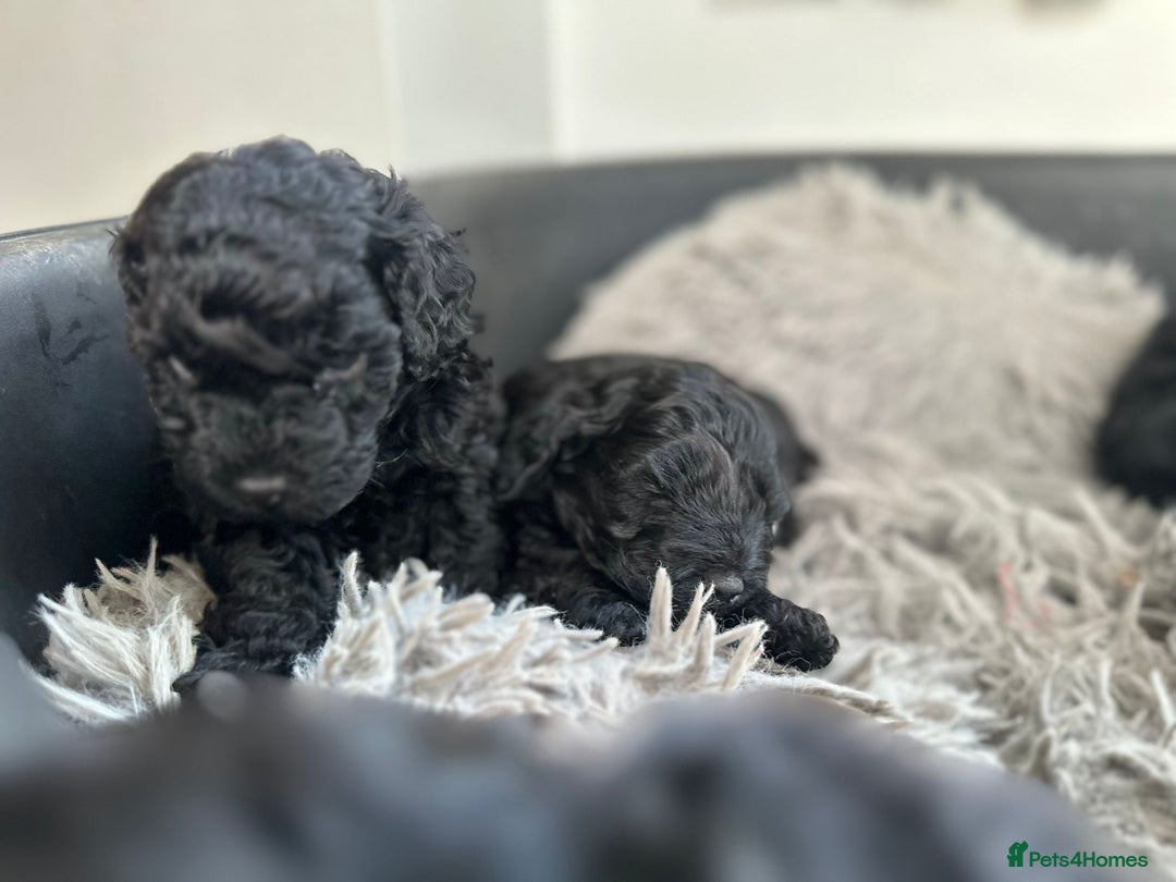 Cockapoo dogs for sale: Stunning f1b cockapoo's for sale  - Advert 16
