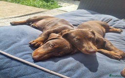 Miniature Dachshund dogs for sale: Mini Dachshund Puppies - Image 4